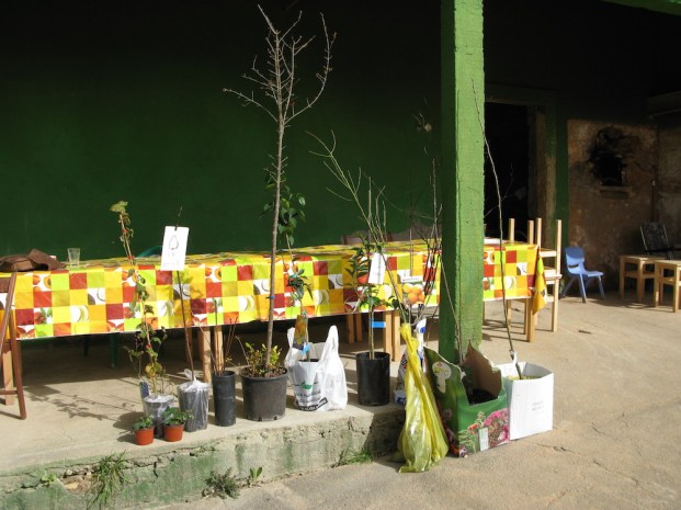 As prendas do alunos - Árvores de fruto